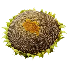 Sunflower pcs