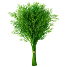 Fresh Dills 1 Bunch